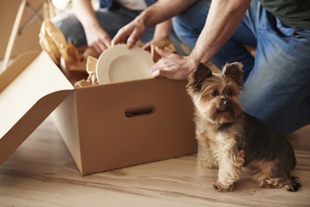 Moving With Pets